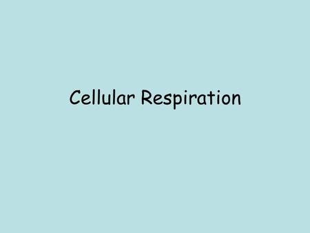 Cellular Respiration.