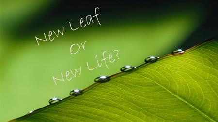 New Leaf Or New Life?. A Little Light Review In the beginning…God said…”Let there be light,” and there was light. Genesis 1:1-2 In the beginning…the Word.