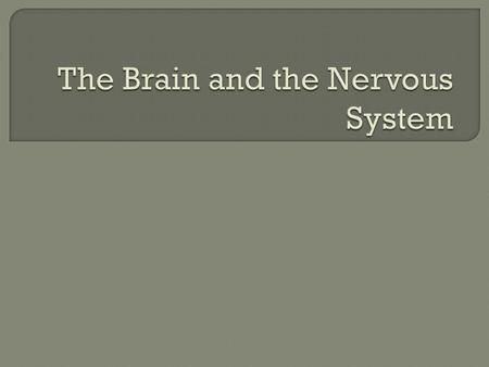 The Brain and the Nervous System