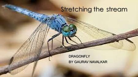 Stretching the stream DRAGONFLY BY GAURAV NAVALKAR.