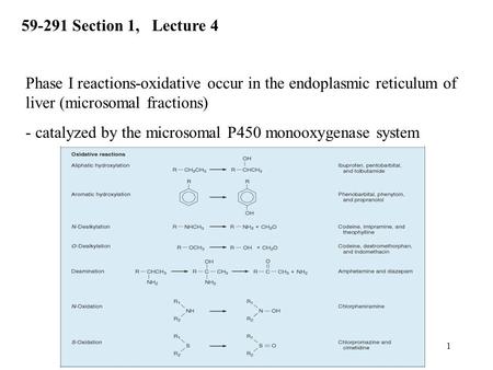 59-291 Section 1, Lecture 4 Phase I reactions-oxidative occur in the endoplasmic reticulum of liver (microsomal fractions) - catalyzed by the microsomal.