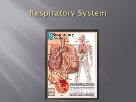  Function  Breathing  Provide oxygen to the body  Inhalation  Remove carbon dioxide from the body  Exhalation  Parts  Nose  Pharynx  Epiglottis.