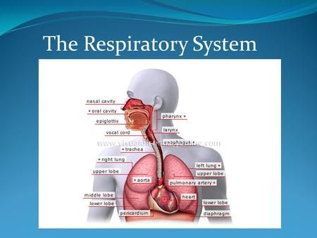 The Respiratory System