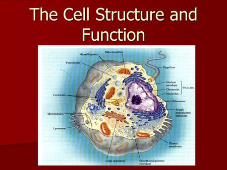 The Cell Structure and Function The Discovery of the cell ______________________ ______________________ –Used a microscope to identify small pieces of.