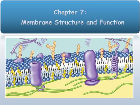 1 2 Plasma Membrane Phospholipids Fatty acid Phosphate “repelled by water” “attracted to water”