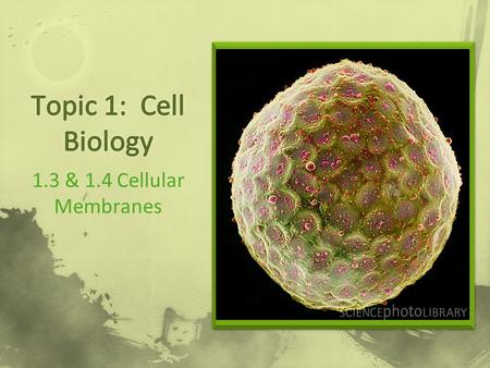 1.3 & 1.4 Cellular Membranes. Read & Consider 1.3.1 – 1.3.3 What do you know? What questions do you have?