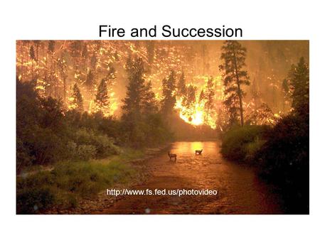 Fire and Succession