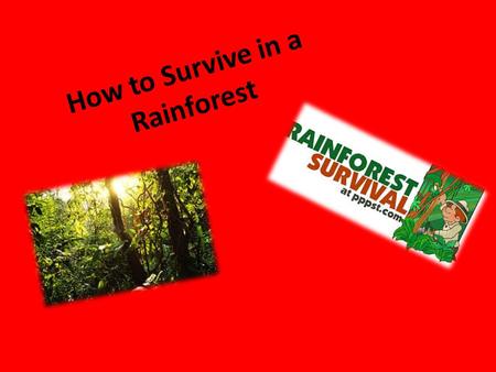 How to Survive in a Rainforest By Aisha Parvez. Facts about rainforests Giant bamboo plants grow 9 inches a day 30 million species of plant and animals.