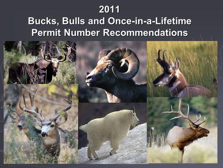 2011 Bucks, Bulls and Once-in-a-Lifetime Permit Number Recommendations.