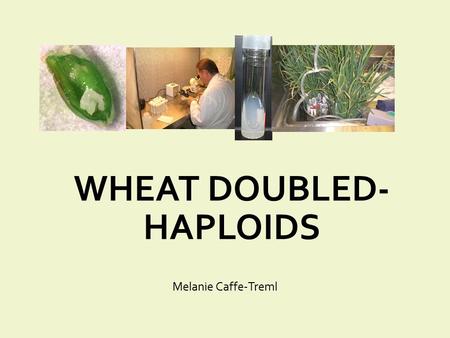 WHEAT DOUBLED- HAPLOIDS Melanie Caffe-Treml. Overview What are doubled-haploids? Applications Methods for wheat doubled-haploids production Speeding-up.