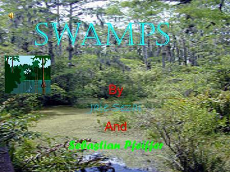 By Jale Sezai And Sebastian Pfeiffer Swamps Contents 1. What is a swamp 2. water in swamps 3. Where does swamp water go 4. Is swamp water stable 5. animals.