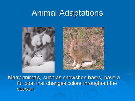 Animal Adaptations Many animals, such as snowshoe hares, have a fur coat that changes colors throughout the season.