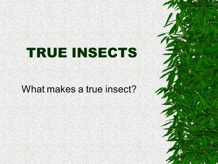 What makes a true insect?