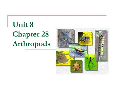 Unit 8 Chapter 28 Arthropods. What is an Arthropod? Bilaterally symmetrical, segmented coelomates Segmented body, exoskeleton & jointed appendages Appendages.