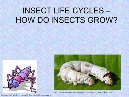 INSECT LIFE CYCLES – HOW DO INSECTS GROW?