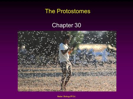 Mader: Biology 8 th Ed. The Protostomes Chapter 30.