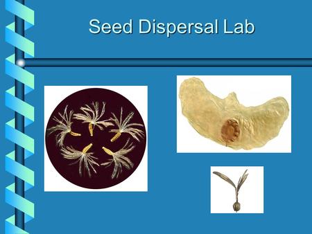 Seed Dispersal Lab. Dispersal by Water The coconut can float on water for long intervals due to an air-filled pericarp layer.