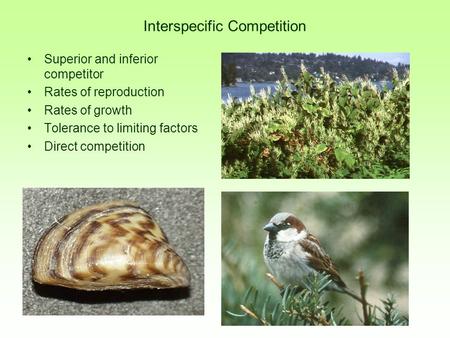 Interspecific Competition Superior and inferior competitor Rates of reproduction Rates of growth Tolerance to limiting factors Direct competition.