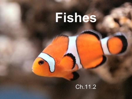 Fishes Ch.11.2. A Fish Story In the warm waters of a coral reef, a large spotted fish called a graysby hovers in the water, barely moving. A smaller striped.