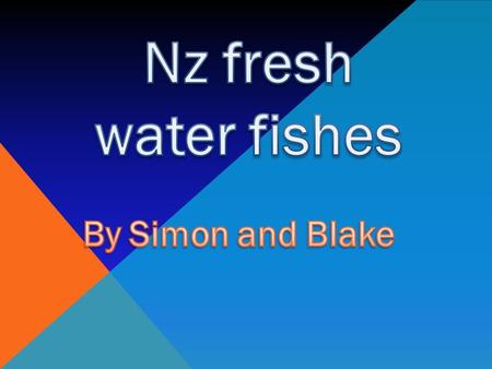 There are two main types of eel – the shortfin and the longfin. There are fewer eels today because of the loss of wetlands and commercial fishing. when.