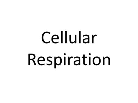 Cellular Respiration. Photosynthesis Exergonic Reactions.