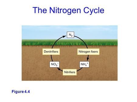 Figure 4.4 The Nitrogen Cycle. While N 2 is the ultimate source and sink of biospheric nitrogen, several oxidized and reduced forms occur in the environment.