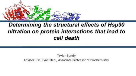 Taylor Bundy Advisor: Dr. Ryan Mehl, Associate Professor of Biochemistry Determining the structural effects of Hsp90 nitration on protein interactions.