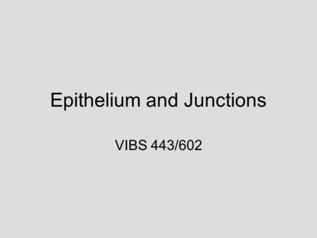 Epithelium and Junctions VIBS 443/602. EM 3: region of basal lamina and connective tissue beneath intestinal epithelial absorptive cells 1.Plasma.