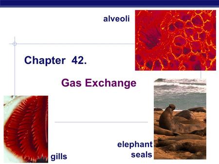 AP Biology 2008-2009 Chapter 42. Gas Exchange gills alveoli elephant seals.