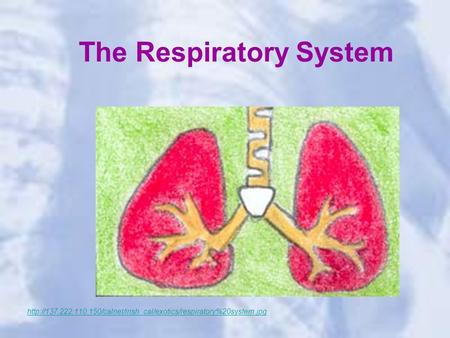 The Respiratory System