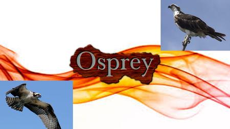 What is an Osprey? An osprey (also known as “sea hawk”) is one of the most common and well-known birds of prey in the world. They are found on every.