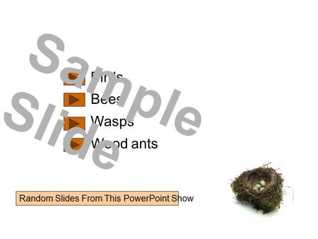 Birds Bees Wasps Wood ants Sample Slide Random Slides From This PowerPoint Show.