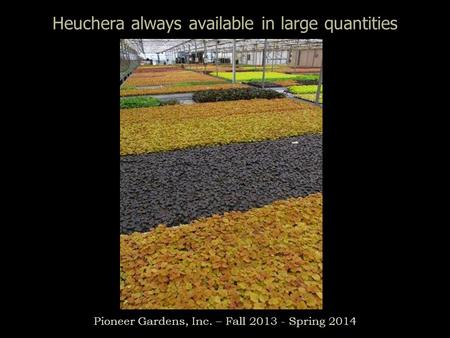 Heuchera always available in large quantities Pioneer Gardens, Inc. – Fall 2013 - Spring 2014.