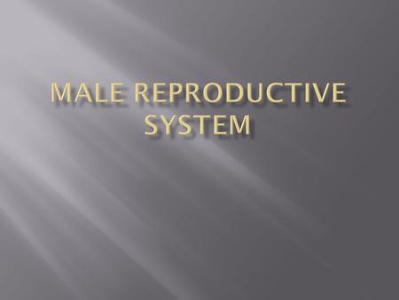  Testes: Male reproductive glands. Produce testosterone and sperm  Scrotum: Holds the testes outside the body. Shrinks and enlarges to regulate temperature.