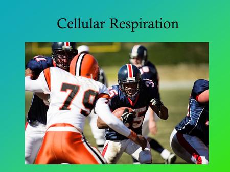 Cellular Respiration. Cellular Respiration: Harvesting Chemical Energy All living things need energy Energy in the form of… Food =chemical energy Cell.