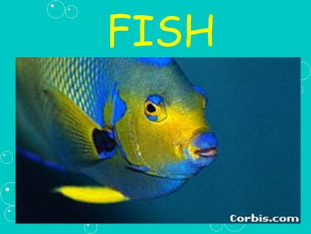 FISH. I. Characteristics of Fish A. Fish are over 1/2 the vertebrates on Earth.