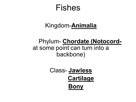 Phylum- Chordate (Notocord- at some point can turn into a backbone)