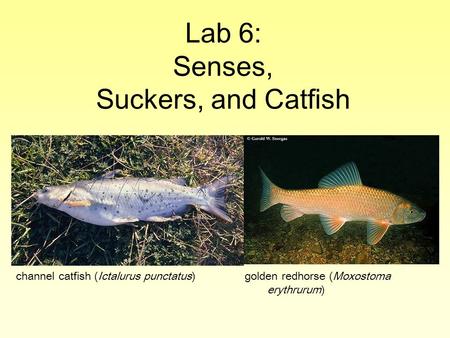 Lab 6: Senses, Suckers, and Catfish channel catfish (Ictalurus punctatus)golden redhorse (Moxostoma erythrurum)