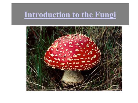 Introduction to the Fungi. Basic phylogeny How many fungi do you see?? There is only one fungus. In this picture. Most of it is underground. Each of.