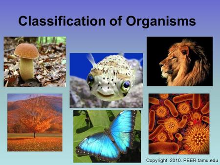 Classification of Organisms