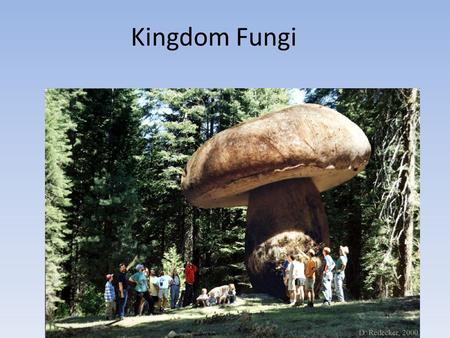 Kingdom Fungi. Distinguishing Characteristics Eukaryotes Nuclei in cells Multicellular Cell walls (chitin) Heterotrophs Sessile Sexual & Asexual Reproduction.