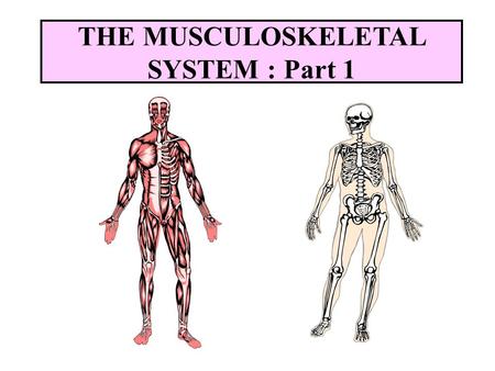 THE MUSCULOSKELETAL SYSTEM : Part 1 Structure and Function Forms the body framework Enables the body to move Protects and supports internal organs.