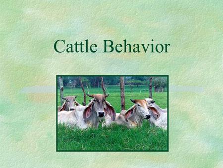 Cattle Behavior.