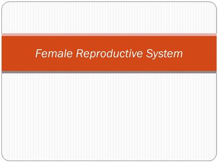 Female Reproductive System