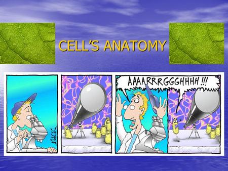 CELL’S ANATOMY CELL’S ANATOMY. ANIMAL VS. PLANT  n/cells/insideacell/