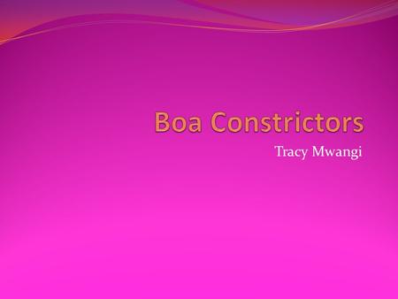 Boa Constrictors Tracy Mwangi