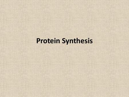 Protein Synthesis.