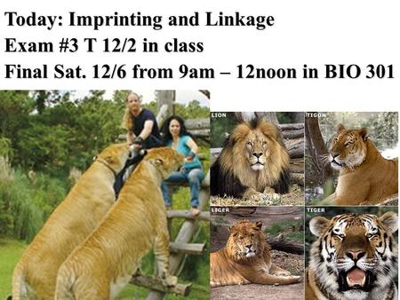 Today: Imprinting and Linkage Exam #3 T 12/2 in class Final Sat. 12/6 from 9am – 12noon in BIO 301.