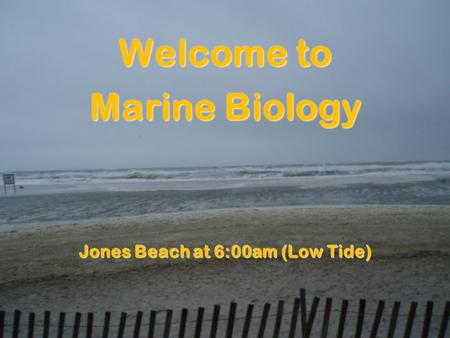 Welcome to Marine Biology Jones Beach at 6:00am (Low Tide)