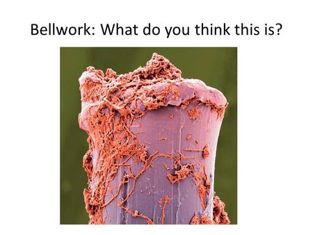 Bellwork: What do you think this is?. Science Fact of the Day: Hair cannot be easily destroyed by cold, change of climate, water, or other natural forces.